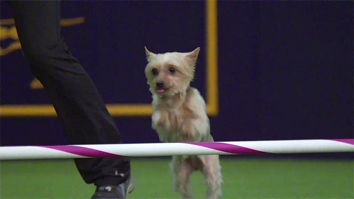 These slow-mo dogs will make your day