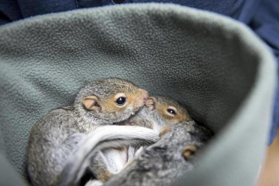 Baby squirrels, estimated to be 6 to 8 weeks old, curl together in a fleece pocket at For Heaven’s Sake Wildlife Rescue and Rehabilitation in Rochester.