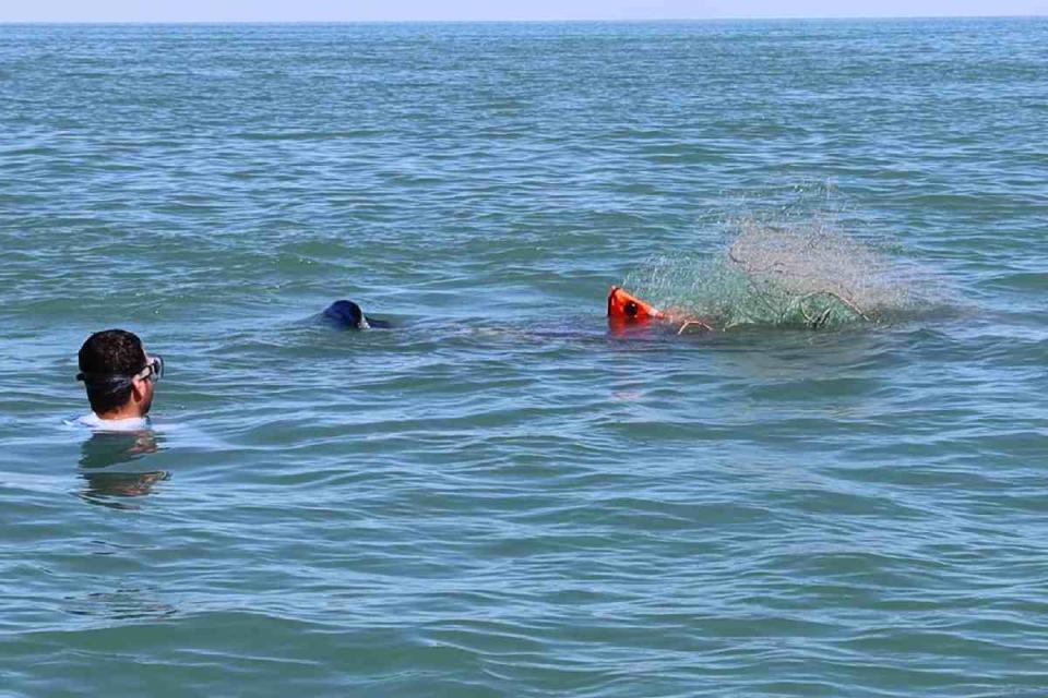redes pesca tratamiento vaquita marina