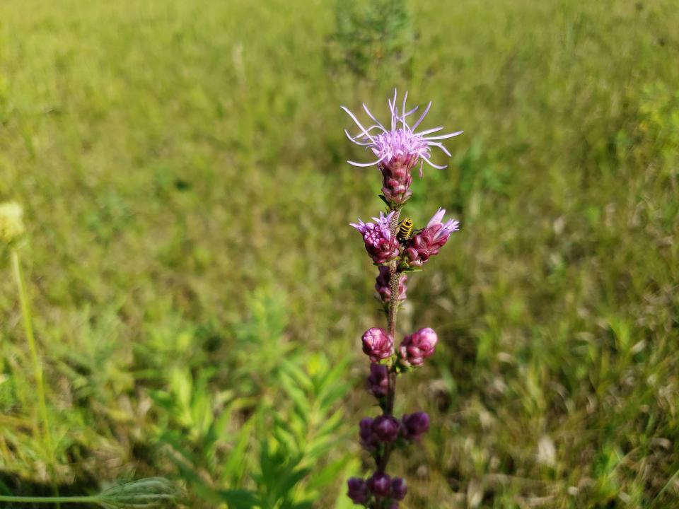 A bumblebee rests on a tall blazing star that is beginning to bloom at Lapham Peak in Delafield on Aug. 13, 2021. 