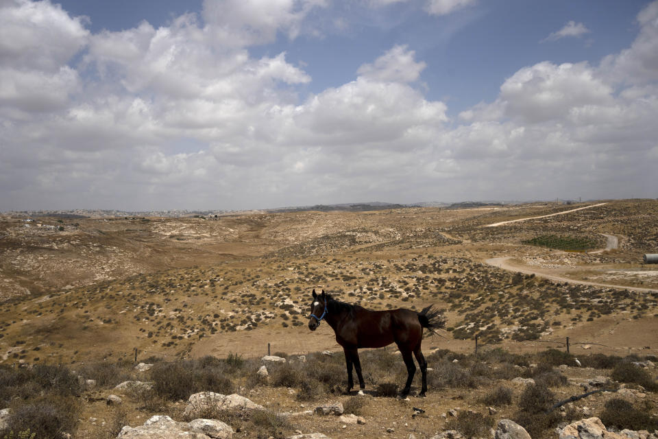 A horse belonging to Israeli settler Yinon Levi is seen at his farm in the West Bank outpost of Meitarim, Sunday, May 12, 2024. In founding Meitarim, Levi said, he wanted to protect the area from being overtaken by Palestinians. His farm is unauthorized by the Israeli government. (AP Photo/Maya Alleruzzo)