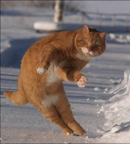 cat standing up snow