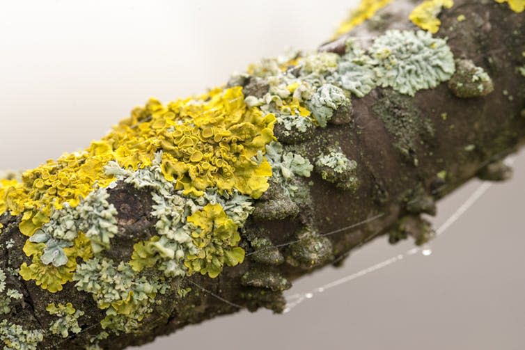 <span class="caption">Lichen are natural air pollution monitors that children can measure to keep track of their local environment.</span> <span class="attribution"><a class="link " href="https://www.shutterstock.com/image-photo/lichen-on-tree-180800033?src=D7HxxKH8srJG14cJbgbv0Q-1-12" rel="nofollow noopener" target="_blank" data-ylk="slk:Dark Moon Pictures/Shutterstock;elm:context_link;itc:0;sec:content-canvas">Dark Moon Pictures/Shutterstock</a></span>