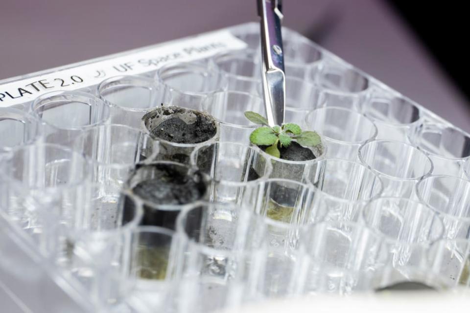 <div class="inline-image__caption"><p>Harvesting an thale cress plant growing in lunar soil.</p></div> <div class="inline-image__credit">Tyler Jones, UF/IFAS</div>