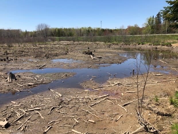 More than half of a metre of water was drained from the Ferris Street wetland by the province, according to Nature Trust of New Brunswick. (Gary Moore/CBC - image credit)