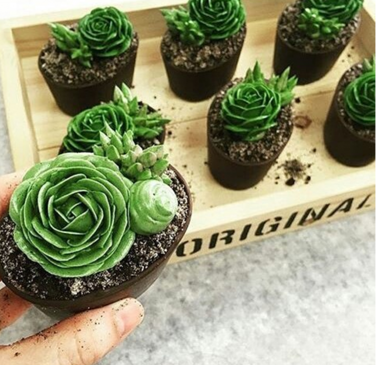Even the smallest space can be green [Photo: Instagram/plantspedia]