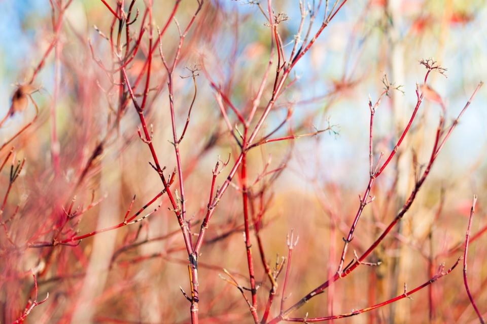 A dogwood bush in late fall with striking red branches.