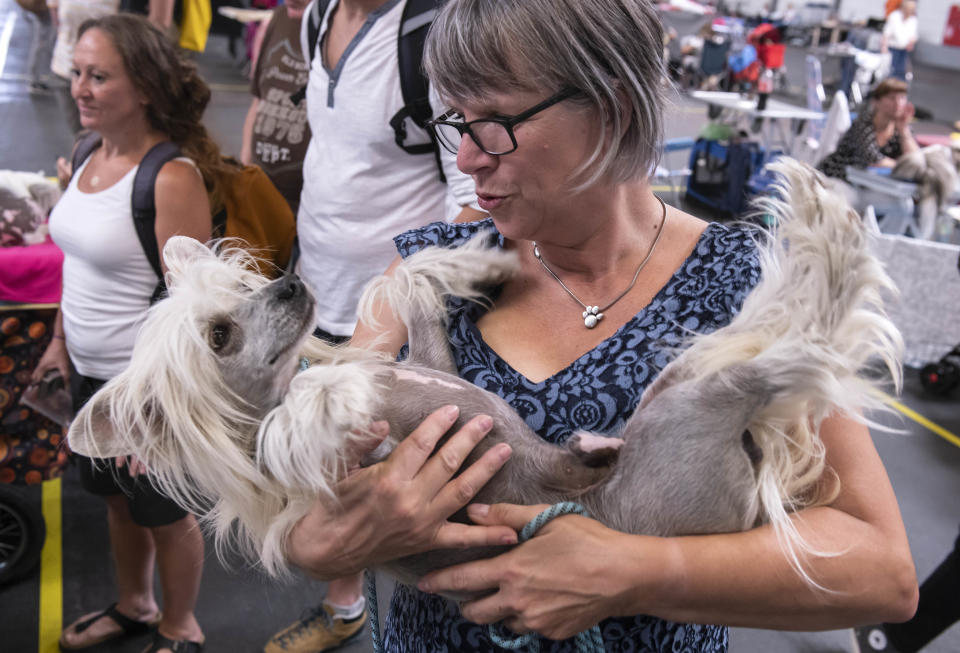 <p>A Chinese Crested dog relaxes in the arms of Martina Rehbehn besides the ring during an international dog and cat exhibition in Erfurt, Germany, June 16, 2018. (Photo: Jens Meyer/AP) </p>