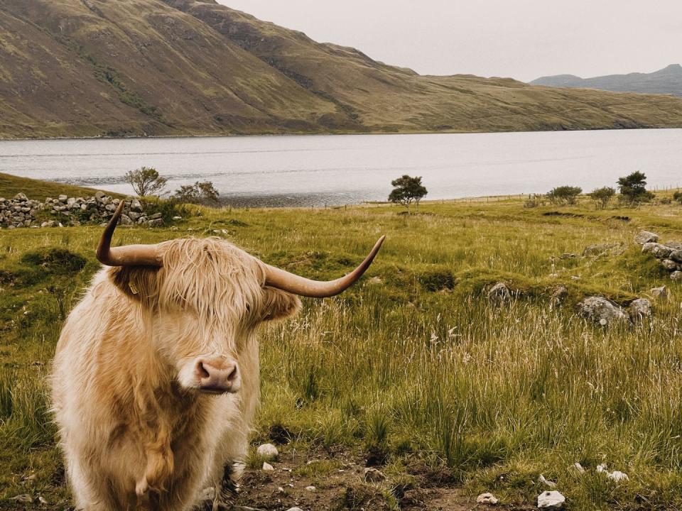 portrait of cow standing on field against sky,isle of skye,united kingdom,uk