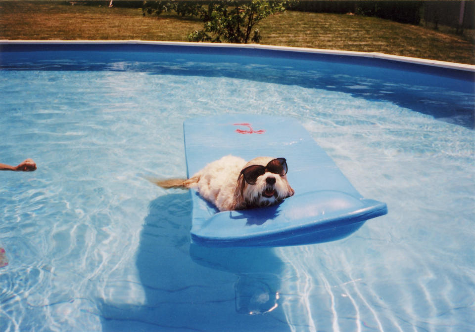 Hund im Pool