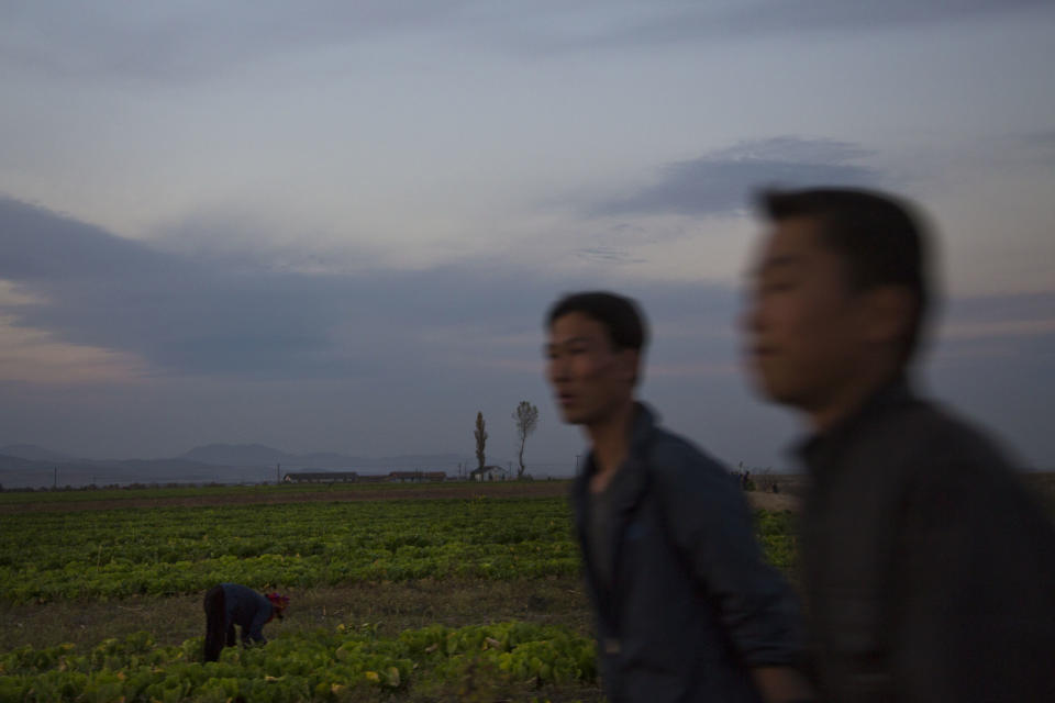 In this Nov. 6, 2013 photo, a North Korean woman works in a cabbage field, north east from the capital Pyongyang during cabbage harvesting season across the country. (AP Photo/David Guttenfelder)