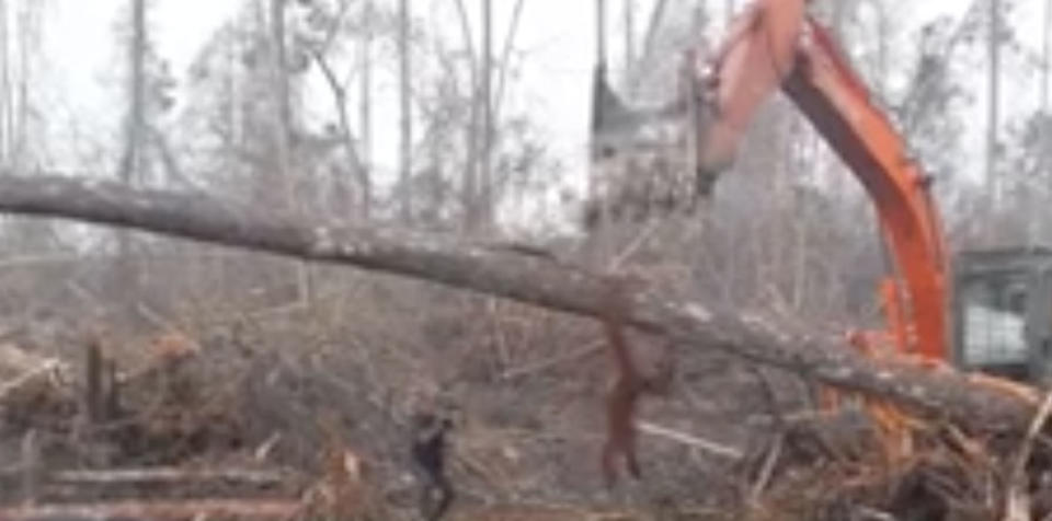 The footage, taken at the <span>Sungai Putri forest in Borneo, was uploaded to Facebook by International Animal Rescue. Photo: </span>Facebook