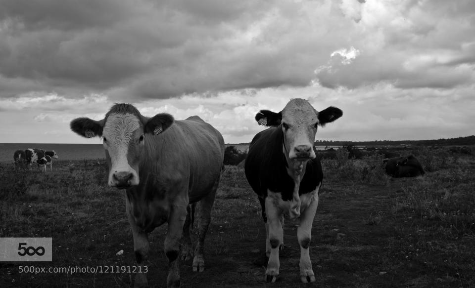 Cows