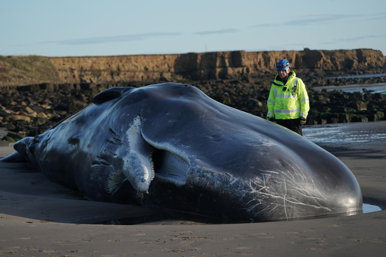 A Coastguard officer looks at the body of a sperm whale which washed up at Newbiggin-by-the-Sea in Northumberland on Friday. (Photo by Owen Humphreys/PA Images via Getty Images)