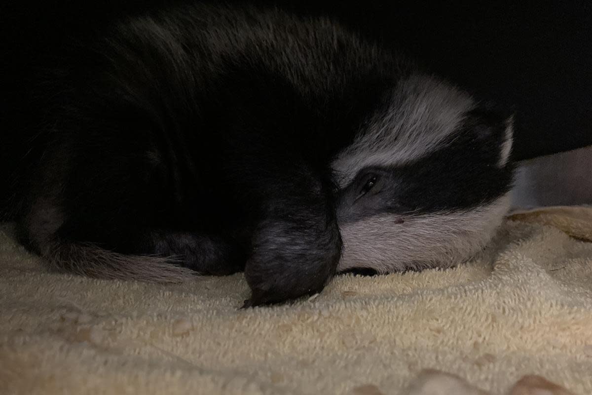 The badger cub was rescued by the RSPCA who provided specialist care for the cub <i>(Image: RSPCA)</i>