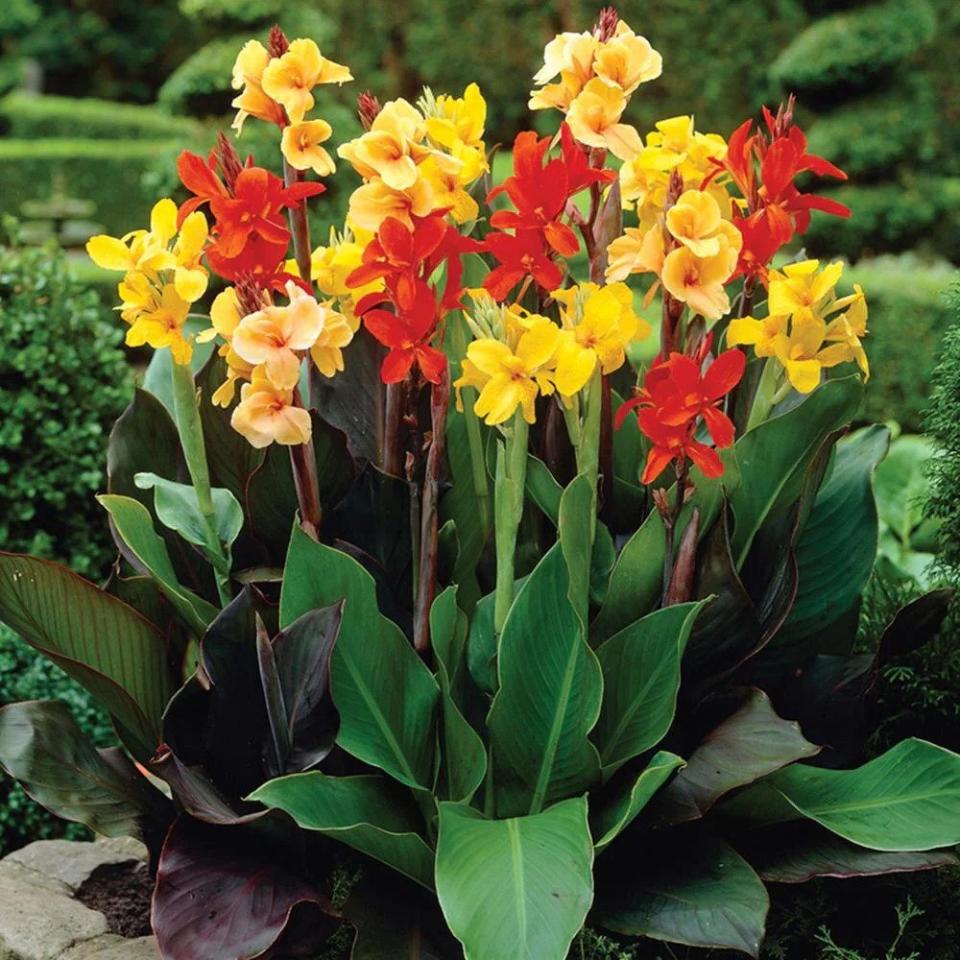 Home Depot Flower Bulbs