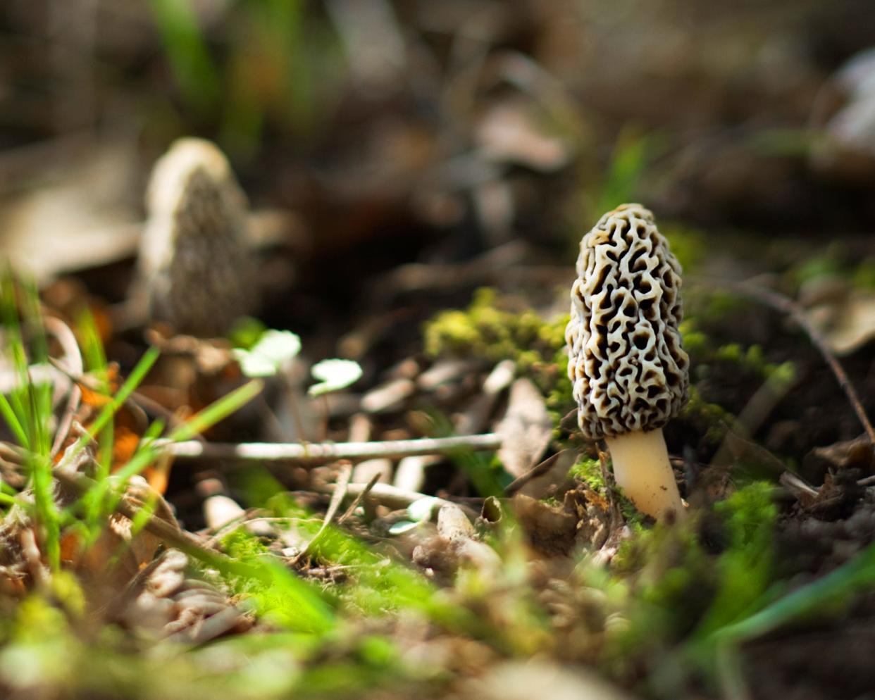 Morel mushrooms are starting to emerge in central Illinois.