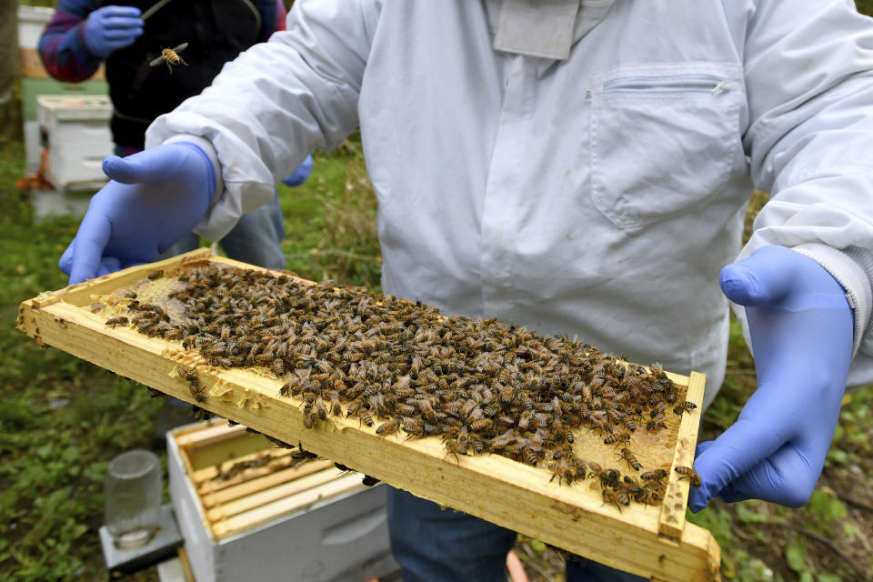 In this Oct. 12, 2018 file photo, a man holds a frame removed from a hive box covered with honey bees in Lansing, Mich. According to the results of an annual survey of beekeepers released on Wednesday, June 19, 2019, winter hit America’s honeybees hard with the highest loss rate yet. (Dale G. Young/Detroit News via AP)