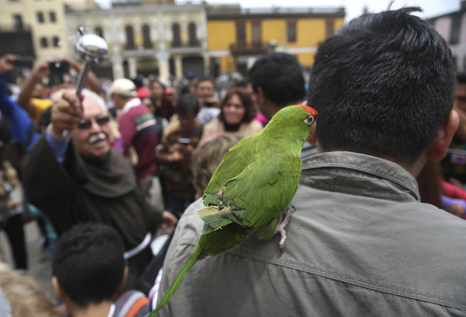 Animals blessing in Peru