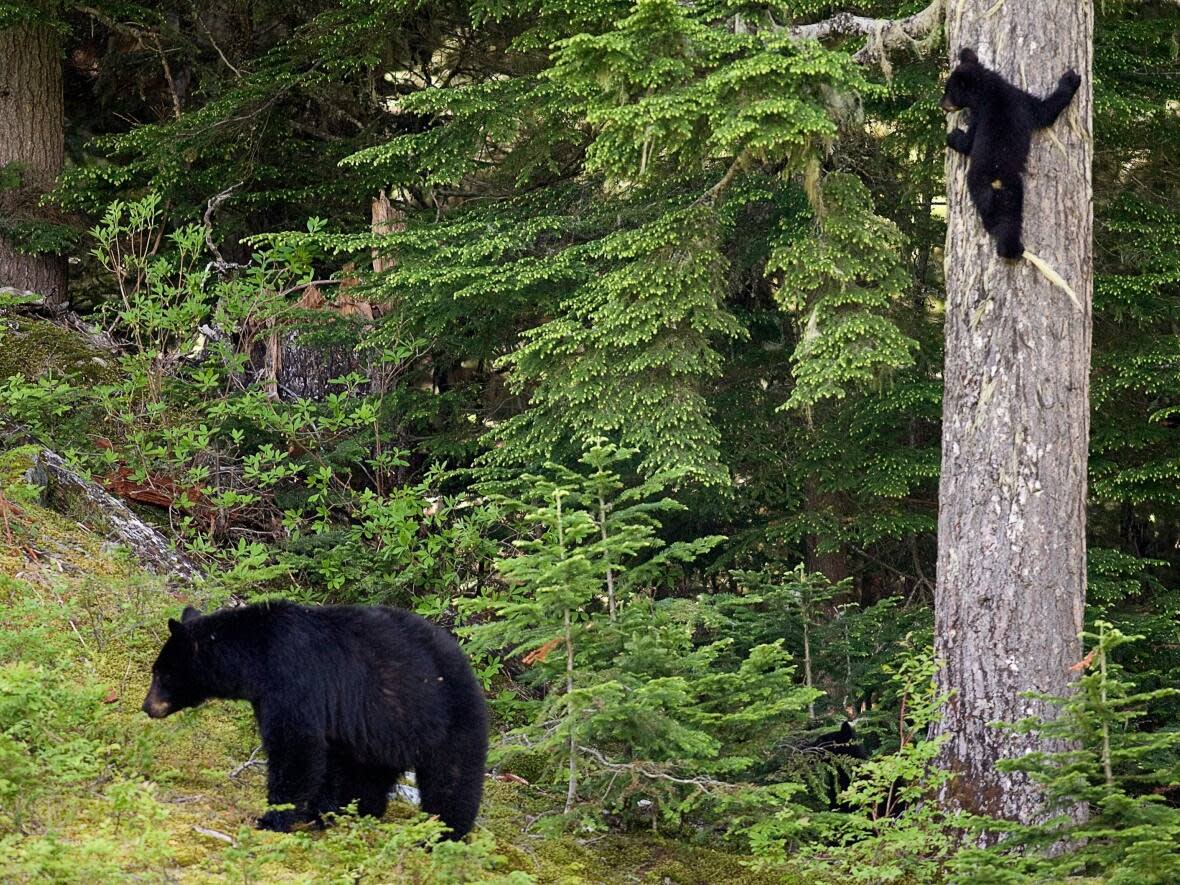 Conservation officers say people in the backcountry should carry bear spray, travel in groups and avoid hiking during sunrise and sunset, when bears will be most active. (Jonathan Hayward/The Canadian Press - image credit)