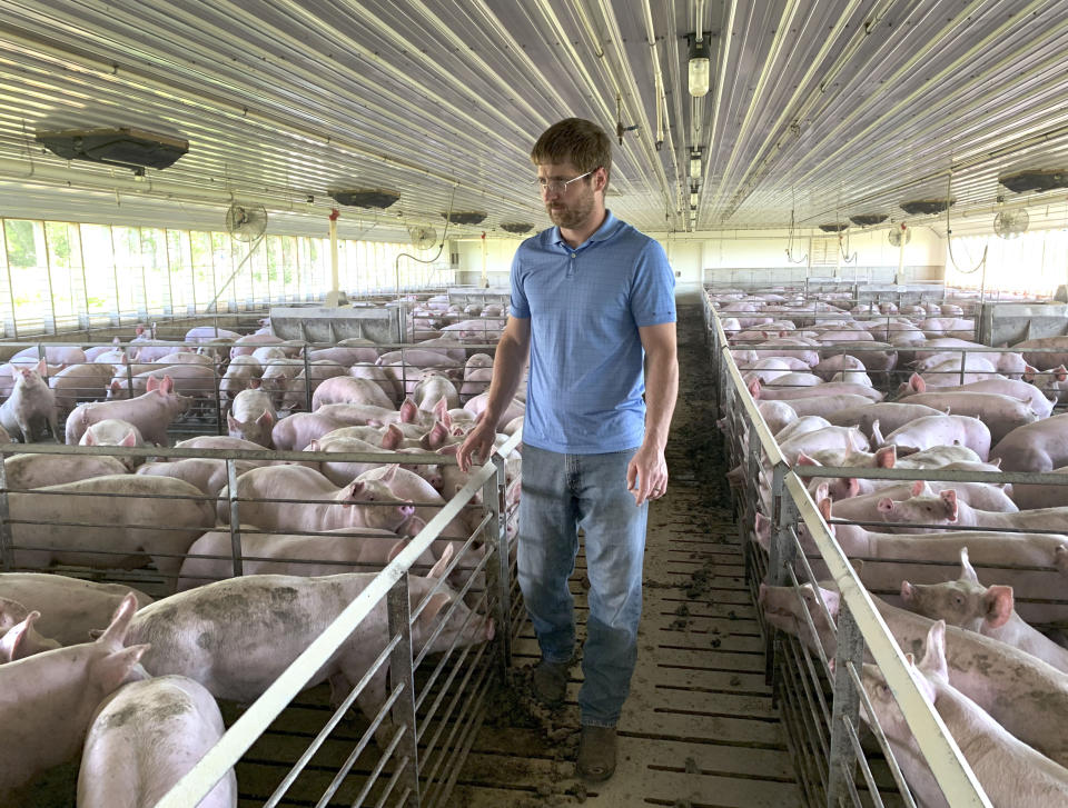 FILE - In this Tuesday, June 25, 2019, file photo, farmer Matthew Keller walks through one of his pig barns near Kenyon, Minn. President Donald Trump spent four years upending seven decades of American trade policy. He started a trade war with China, slammed America’s closest allies by taxing their steel and aluminum and terrified Big Business by threatening to take a wrecking ball to $1.4 trillion in annual trade with Mexico and Canada. Trump’s legacy on trade is likely to linger, regardless whether Joe Biden replaces him in the White House in January 2021. (AP Photo/Jeff Baenen)