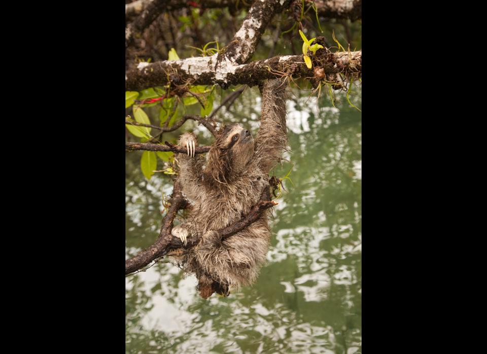 <strong>Scientific Name:</strong> <em>Bradypus pygmaeus</em>    <strong>Common Name: </strong>Pygmy sloth    <strong>Category:</strong> Sloth    <strong>Population: </strong> < 500 individuals     <strong>Threats To Survival:</strong> Habitat loss due to illegal logging of mangrove forests for firewood and construction and hunting of the sloths