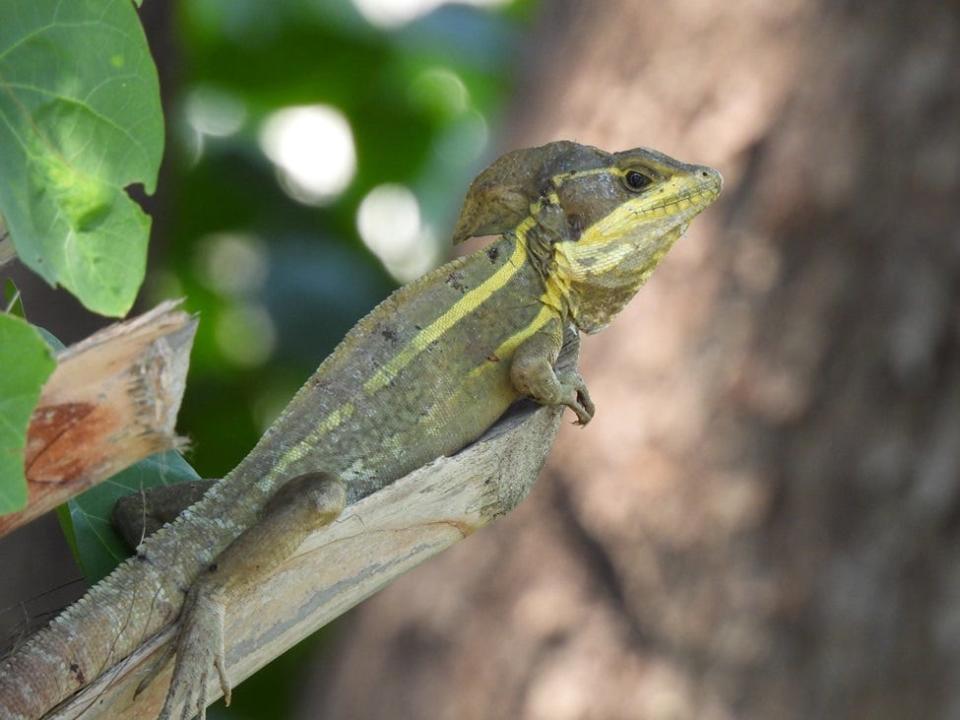 A brown basilisk lizard rests on a tree limb. This species is known as the "Jesus lizard" for its ability to walk across still waters.