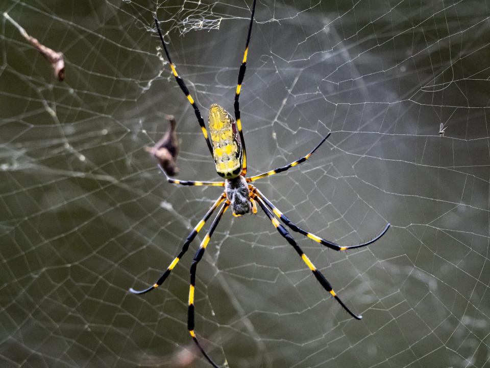 A Nephila clavata, a type of orb weaver spider native to Japan where it is called joro-gumo or joro spider, waits in its web for prey.