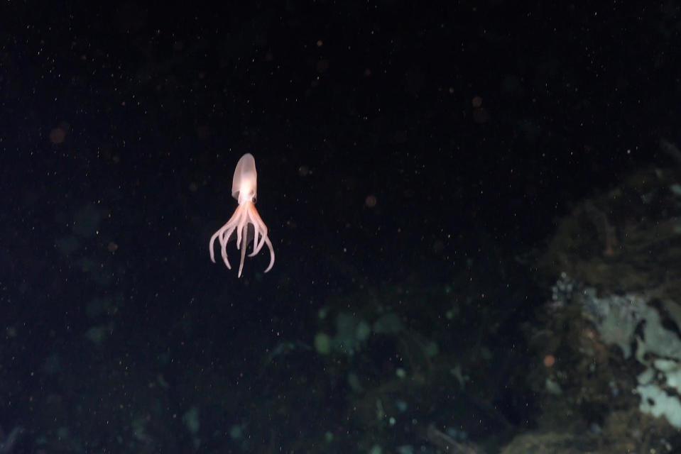A new octopus hatchling swims away from its egg near a small outcrop of rock unofficially called El Dorado Hill.  / Credit: Schmidt Ocean Institute