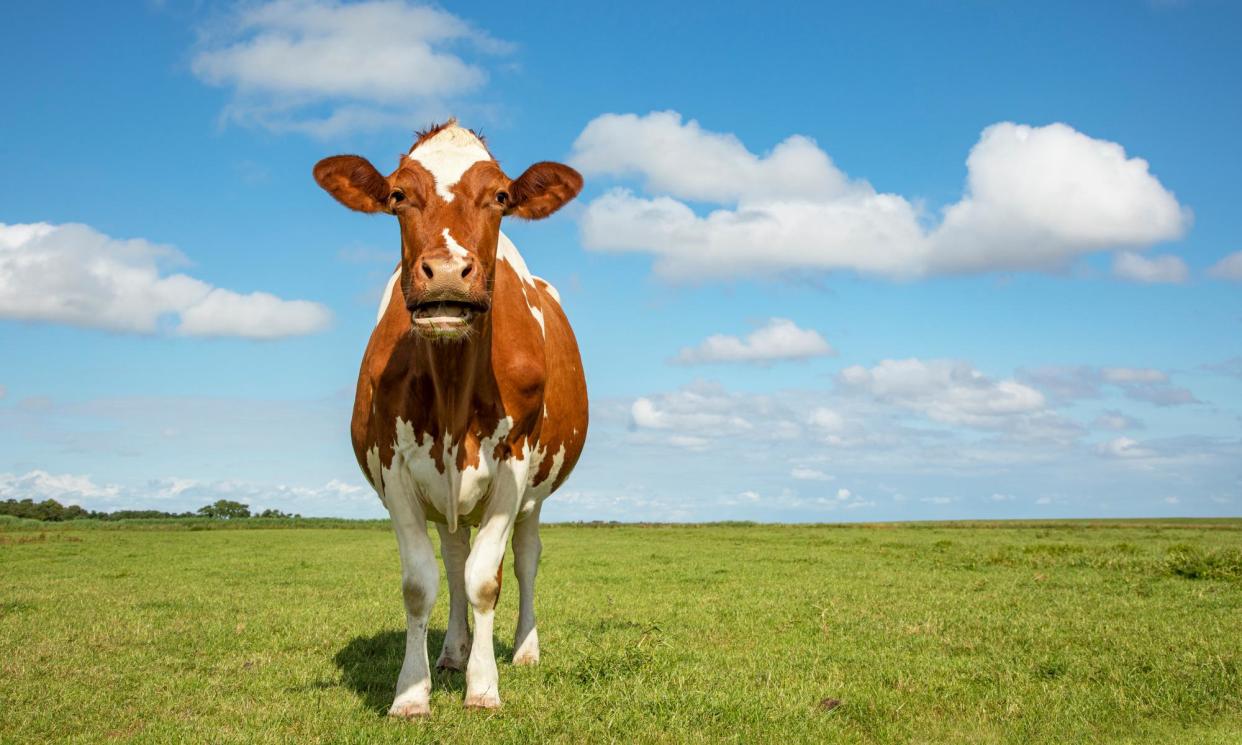 <span>‘The regenerative farmer keeps beef and dairy cattle as part of the farm’s ecosystem.’</span><span>Photograph: Getty/iStockphoto</span>