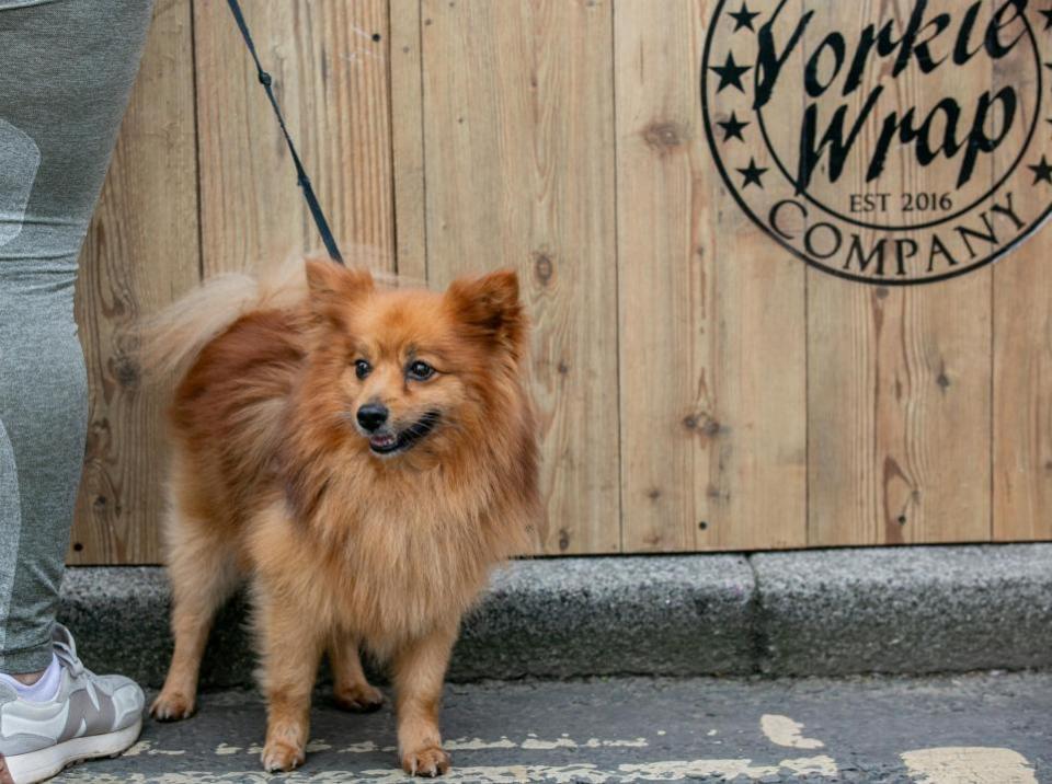 The Northern Echo: Dogs at Bishop Auckland Food Festival.