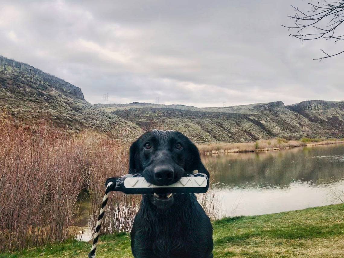 Blitz was trained by Positive Pets Dog Training trainer Devin Martin to fetch sports equipment after Blitz’s father, Kohl, passed away in 2021.