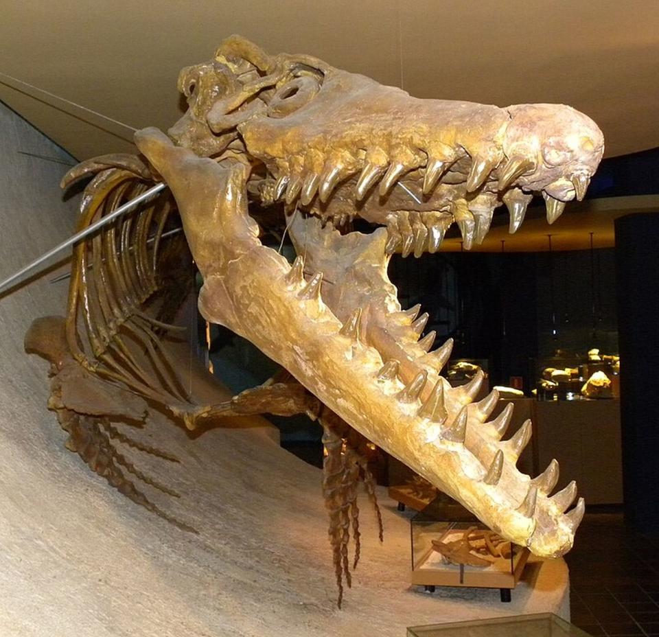The skeleton of a mosasaurus is kept in the Maastricht Museum of Natural History |  Wikicommons