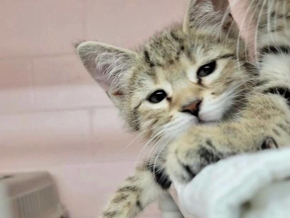 A kitten at the PAW shelter in Moncton.  (Submitted by People for Animal Wellbeing - image credit)