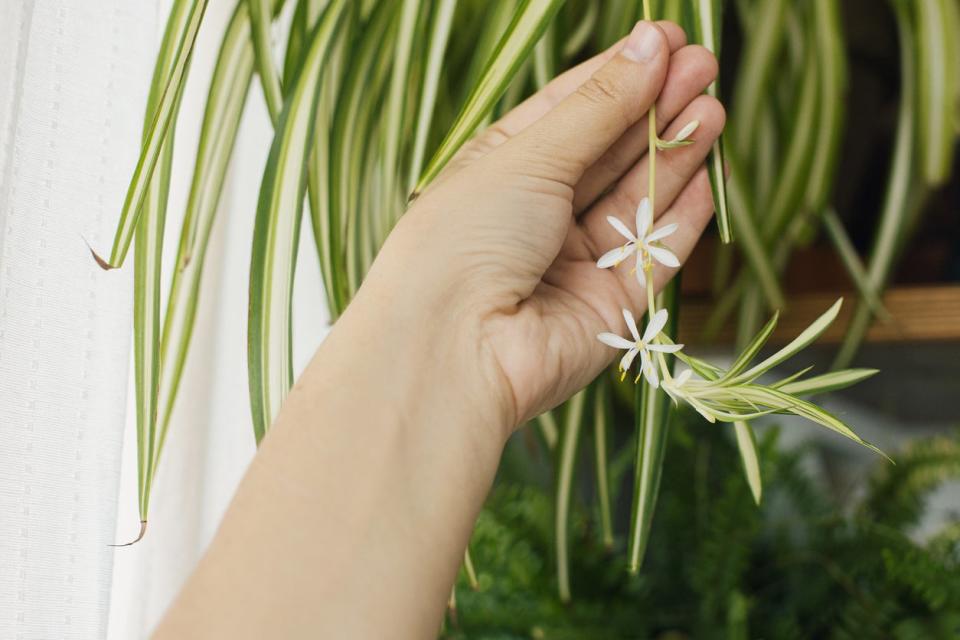 Hand holding white flowers of spider plant with other houseplants in the background