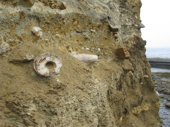 An 80,000-year-old pygmy mammoth tusk discovered on Santa Rosa Island.