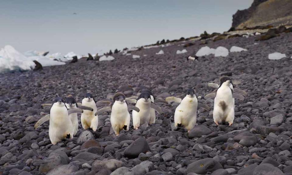 Happy feet: This picture of a group of penguins dancing is one of many highlights of the wildlife photographer's jaw-dropping work.