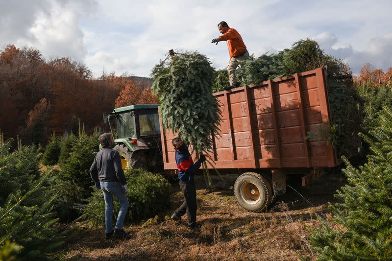 Workers gather fir trees, grown to be sold as Christmas trees at a farm in the village of Taxiarchis, during the coronavirus disease (COVID-19) pandemic, in the region of Chalkidiki