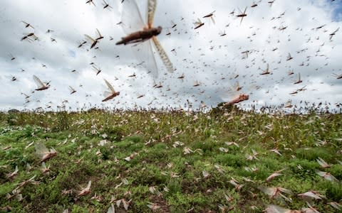 Swarms of desert locusts fly up into the air from crops - Credit: AP