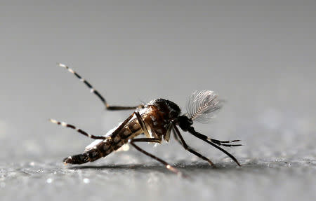 FILE PHOTO: Genetically modified male Aedes aegypti mosquitoes are pictured at Oxitec factory in Piracicaba, Brazil, October 26, 2016. REUTERS/Paulo Whitaker/File Photo
