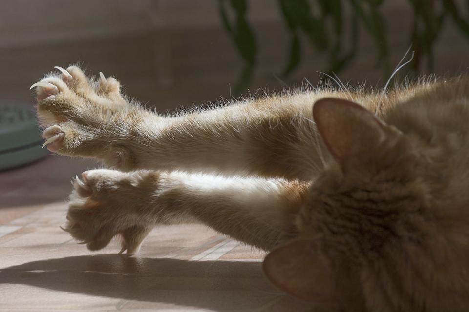 Cats can mark areas with scent glands in their feet. <a href="https://www.gettyimages.com/detail/photo/cat-clawed-foot-royalty-free-image/685870388" rel="nofollow noopener" target="_blank" data-ylk="slk:vizland/iStock via Getty Images Plus;elm:context_link;itc:0;sec:content-canvas" class="link ">vizland/iStock via Getty Images Plus</a>