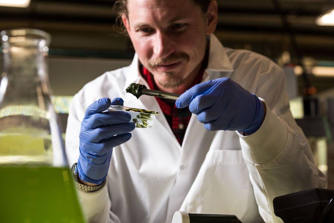 Research Botanist Scott Edmundson and his colleagues at PNNL are advancing research related to sustainable and clean biofuel produced from algae as part of a broad range of PNNL efforts to support existing and emerging blue economy industries. 