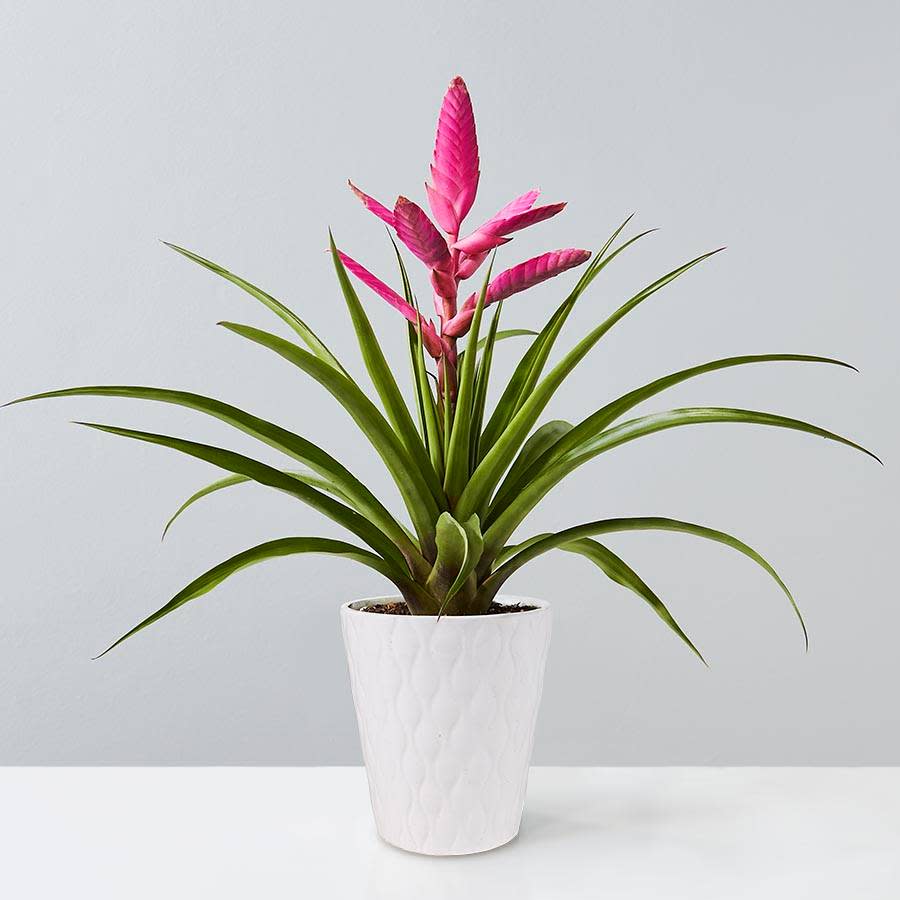 <p><a href="https://go.redirectingat.com?id=74968X1596630&url=https%3A%2F%2Fwww.plants.com%2Fp%2Fbromeliad-antonio-177078%3Fc%3Dpet-friendly-plants&sref=https%3A%2F%2Fwww.esquire.com%2Flifestyle%2Fg44829665%2Fsafe-houseplants-for-pets%2F" rel="nofollow noopener" target="_blank" data-ylk="slk:Shop Now;elm:context_link;itc:0;sec:content-canvas" class="link ">Shop Now</a></p><p>Bromeliad Antonio</p><p>plants.com</p><p>$69.99</p>