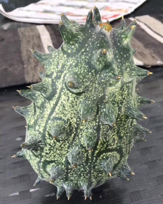 An African horned cucumber found growing on a vine in Queensland.