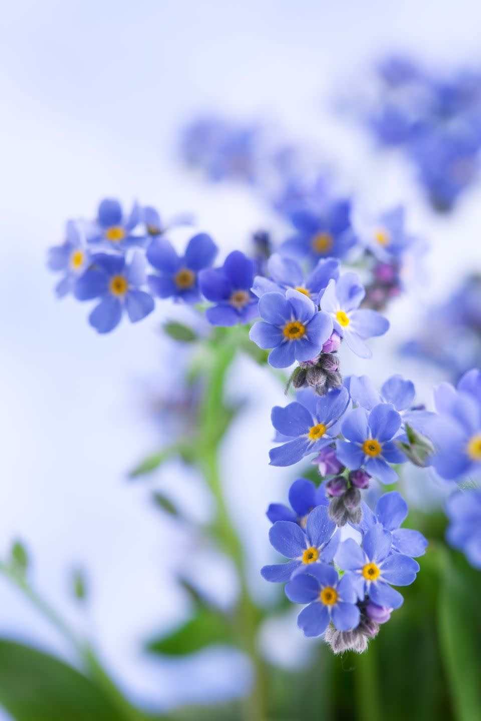 Forget-Me-Not