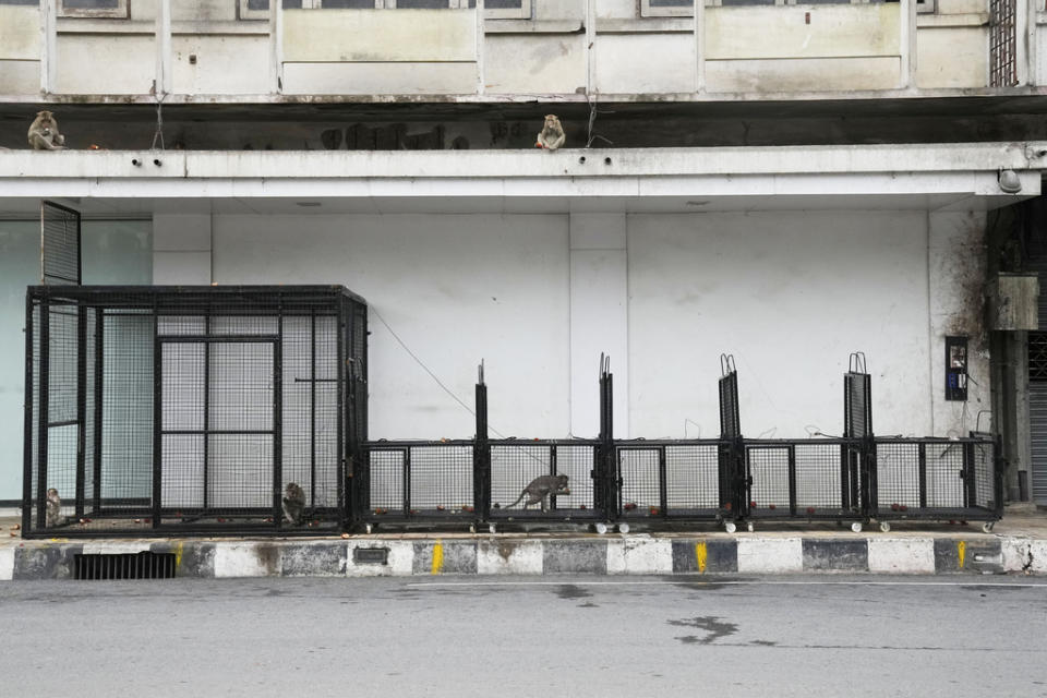 Monkeys eat rambutan inside a cage set up in an attempt to trap monkeys in Lopburi Province, north of Bangkok, Thailand, Friday, May 24, 2024. A Thai town, run ragged by its ever-growing population of marauding wild monkeys, began the fight-back, Friday, using trickery and ripe tropical fruit. (AP Photo/Sakchai Lalit)