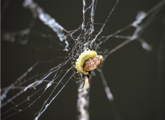 A wasp larva kills its spider host once the host has completed its web-building tasks.