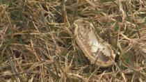 Peanut shells scattered in neighbourhood worry parents of allergic toddler