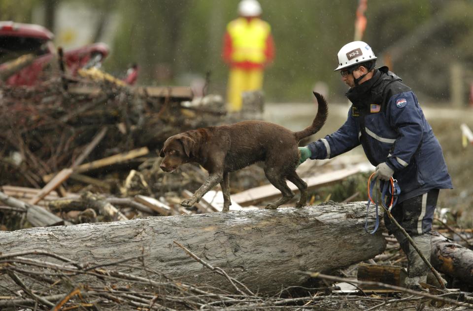 FILE - In this Wednesday, April 16, 2014 file photo, a search dog walks on a tree as the search continues for the remaining missing victims of the massive deadly mudslide that hit the community of Oso, Wash. Combing through fallen trees, wrecked homes and other debris, officials spent nearly five weeks looking for bodies at the site of the March 22 Oso mudslide. On Monday, April 28, 2014, officials announced they would no longer be actively looking for bodies. The task now switches to clearing debris from the area. A total of 41 bodies have been recovered. Two people remain missing. (AP Photo/Ted S. Warren, File)