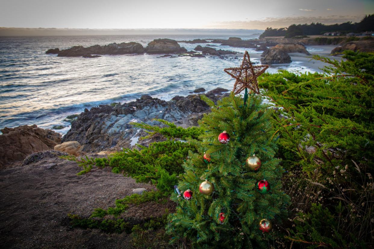 Christmas tree on the rocky shores next to the ocean near Monterey, California, during sunset, with an expansive coast